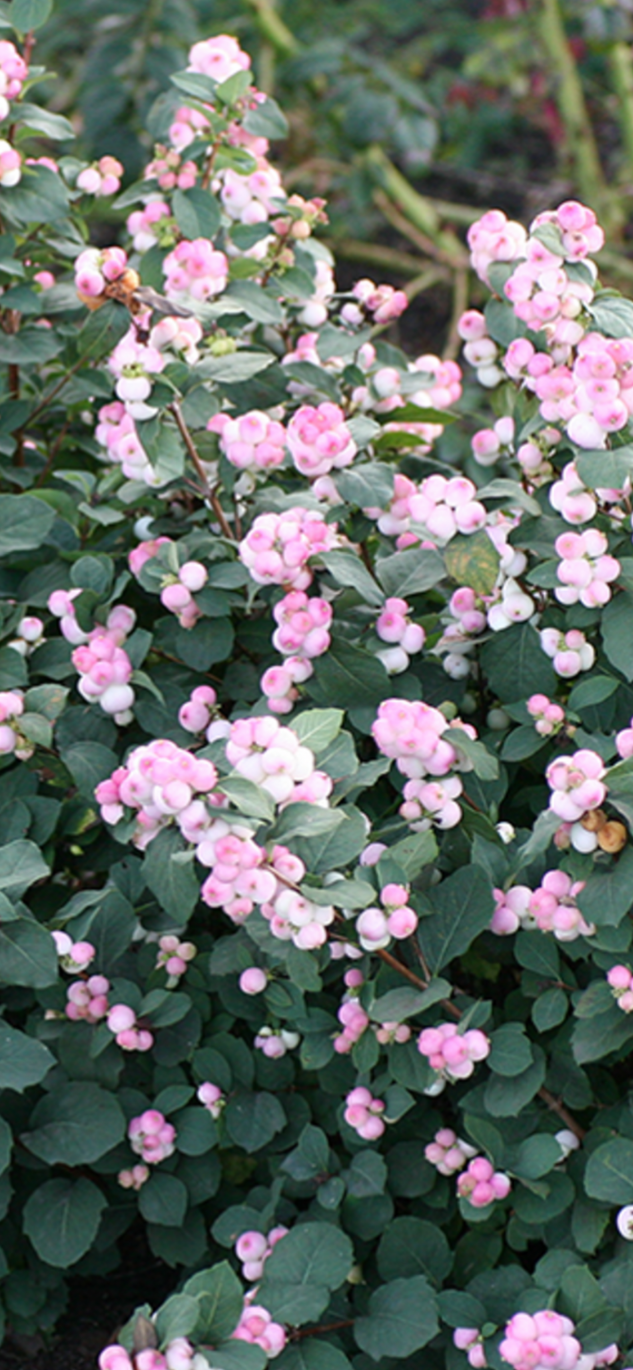 Snowberry Honey
