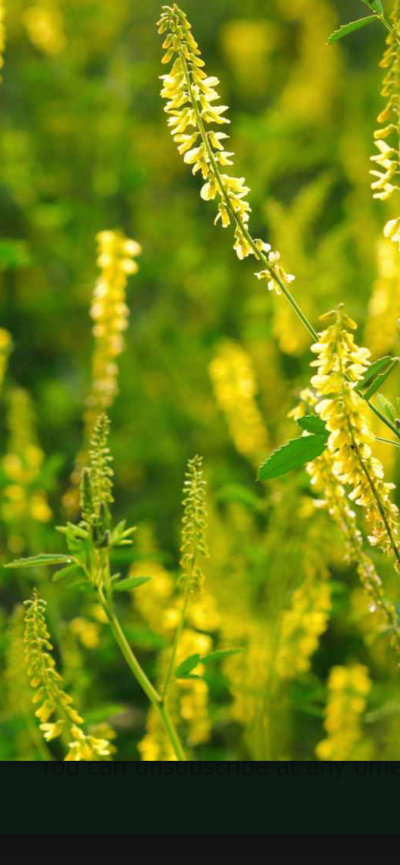 Yellow Sweet Clover Honey