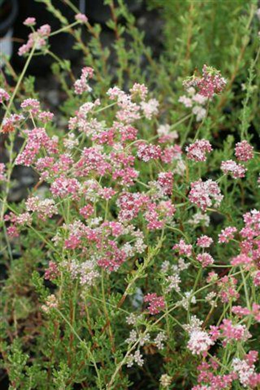 Wild Buckwheat Honey