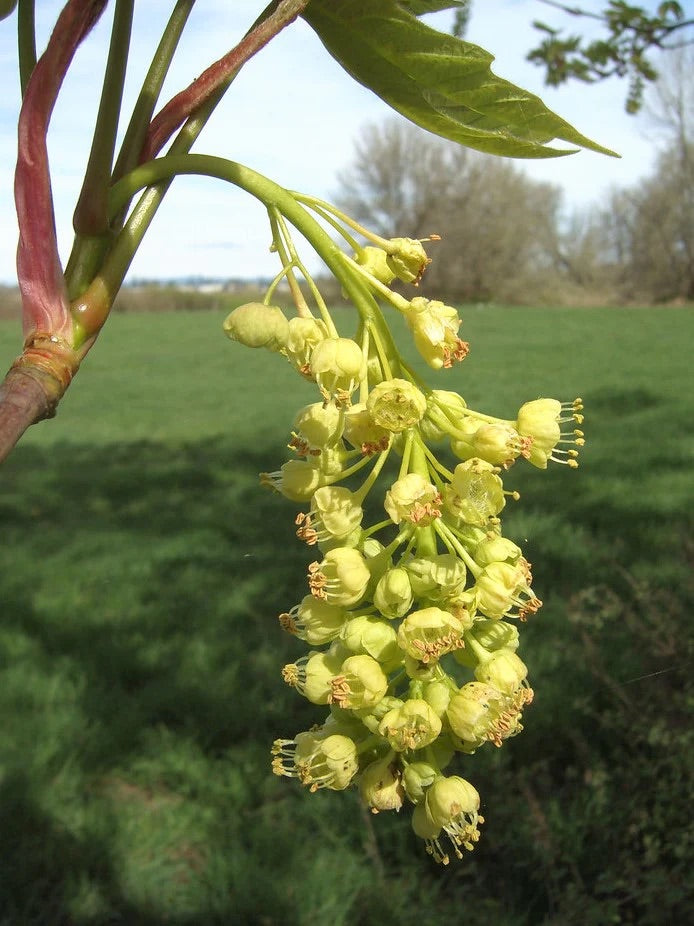 Big Leaf Maple Honey
