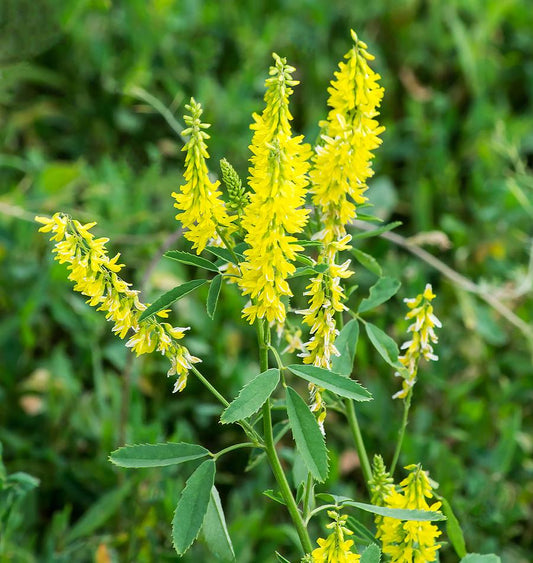 Yellow Sweet Clover Honey